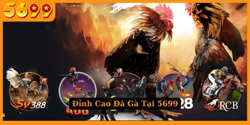 Đá gà đỉnh cao tại nhà cái 5699